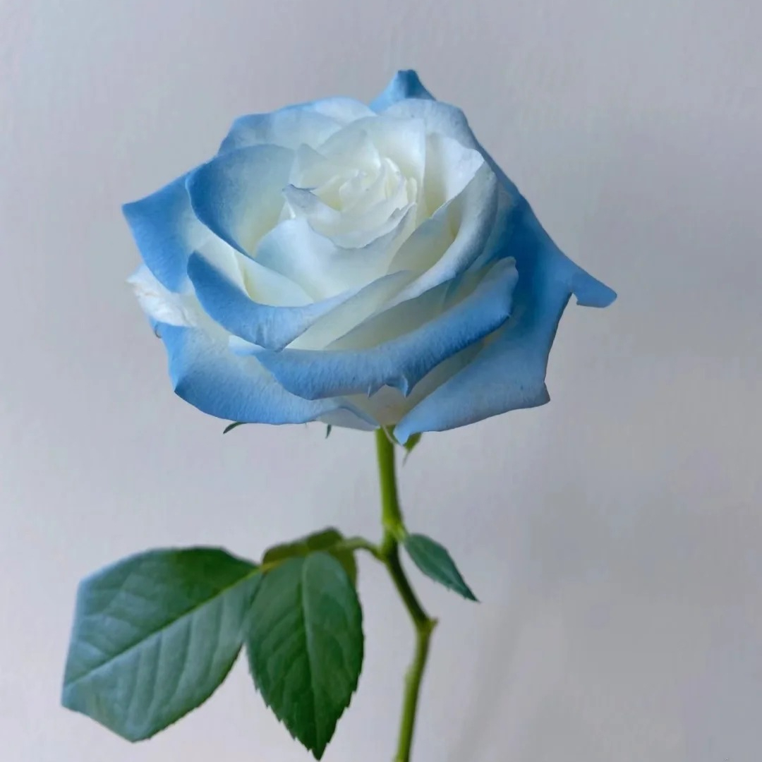 【骄傲碎冰蓝10支】云南鲜花全场鲜花任意两单升级顺丰送上门