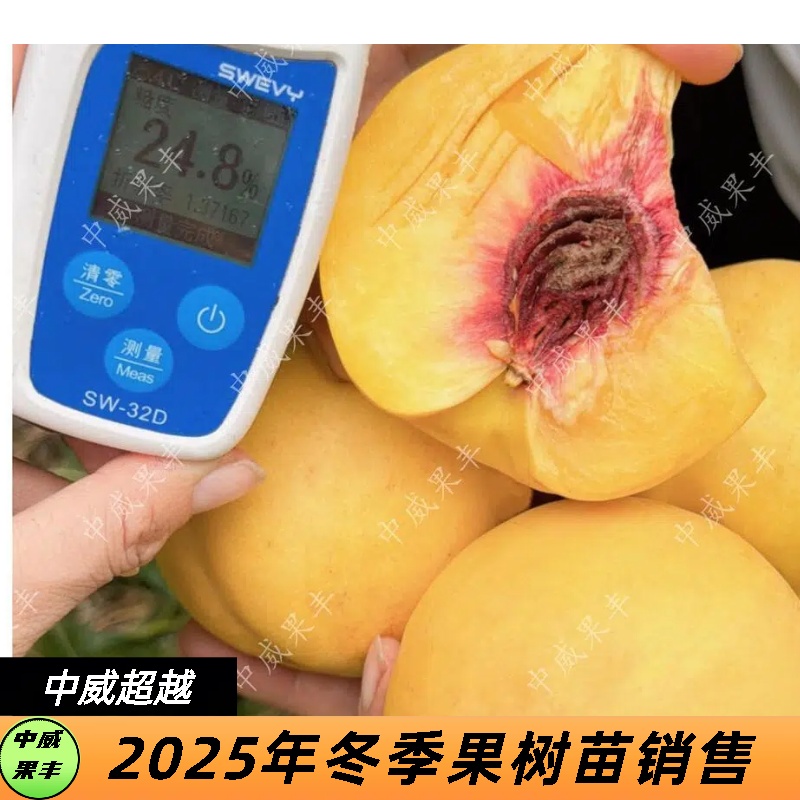 中威超越全离核油桃9月上中旬成熟  风味独特脆甜浓香  桃味十足