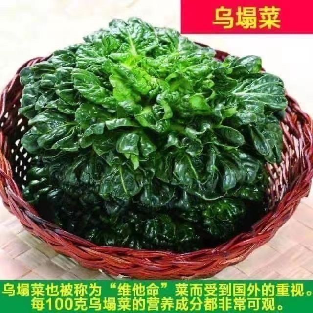 川田乌塌菜   乌塔菜  耐寒好  口感软糯  食味清香