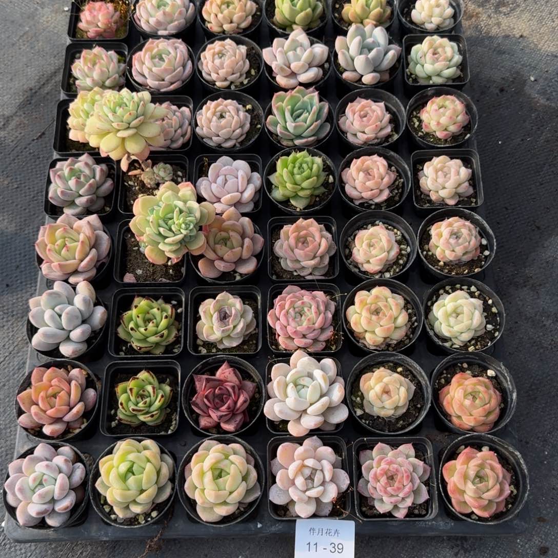 多肉杂交一物一拍11-39