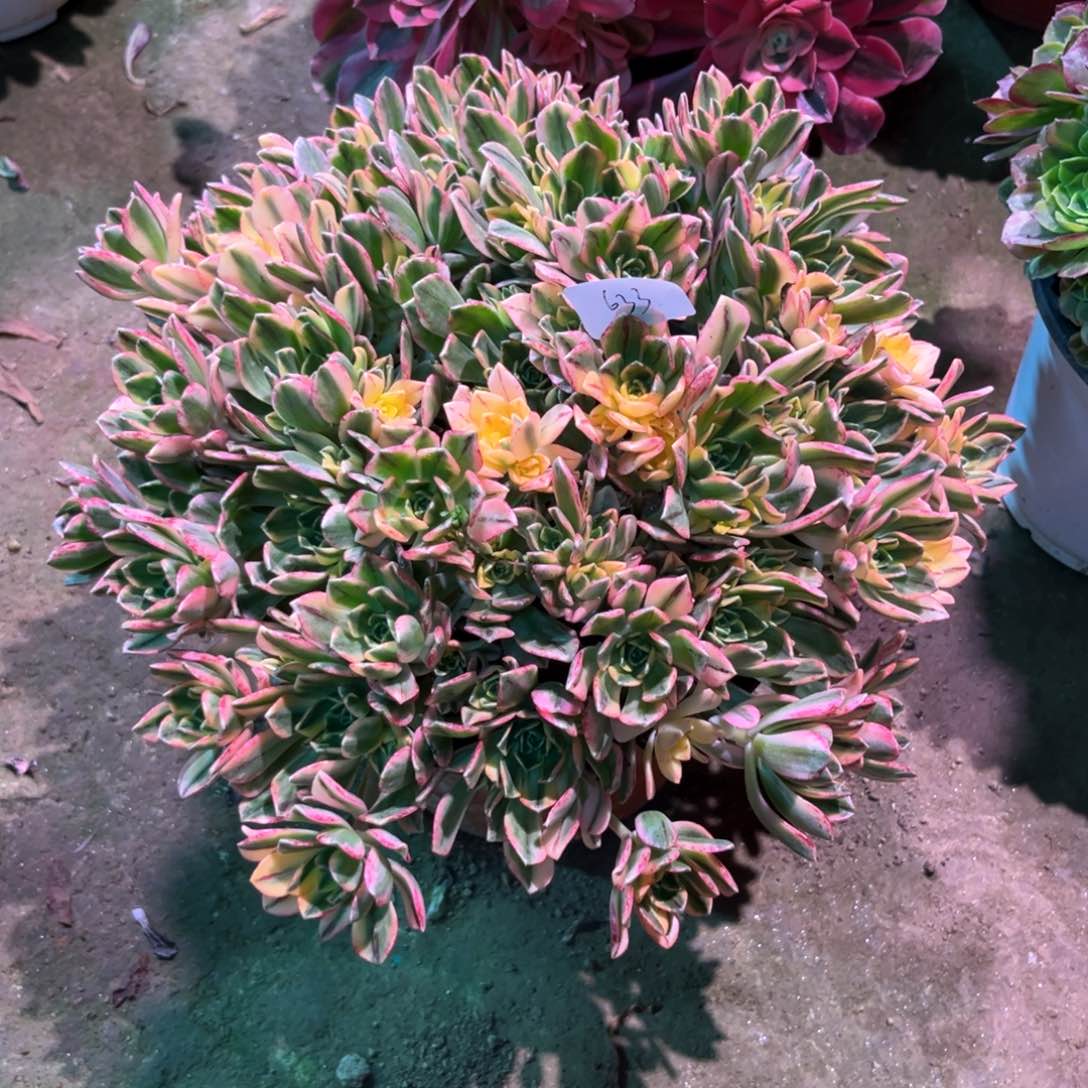 多肉植物甜茶633