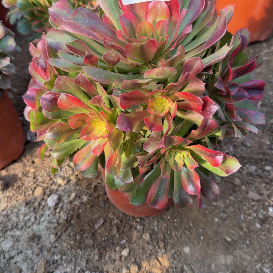 548洛神 多肉植物