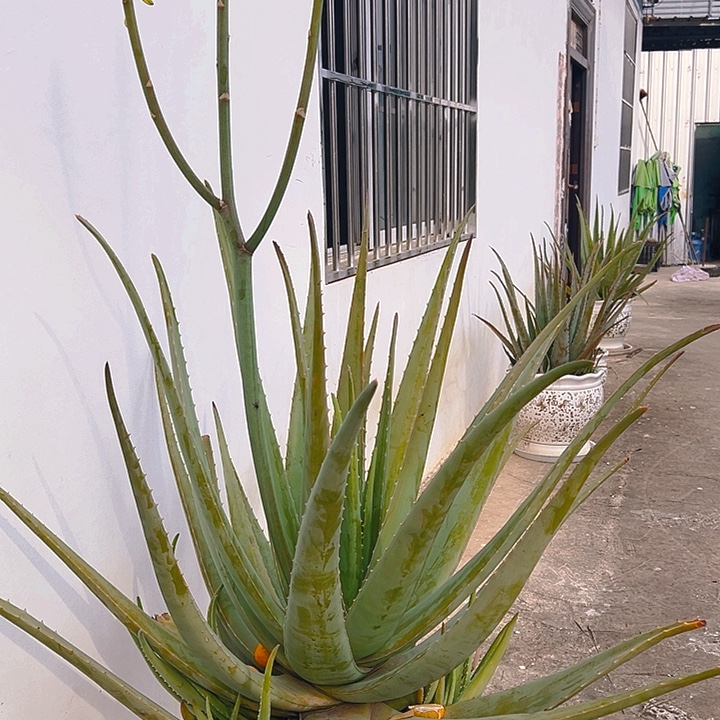 整颗20斤带花苞，食用观赏