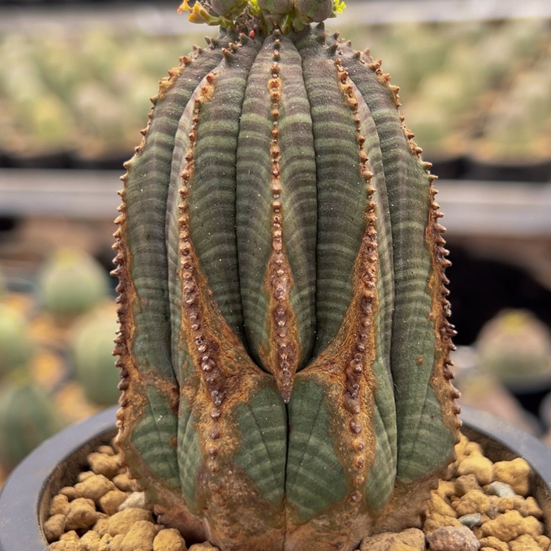 m质感超级强欧系布纹球