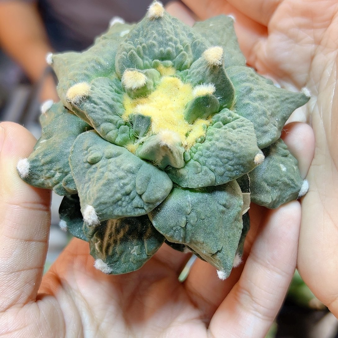 晚2号自根龙怒8公分