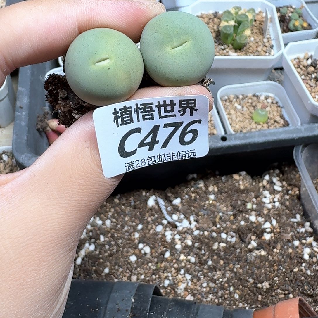 多肉植物的人生rggh