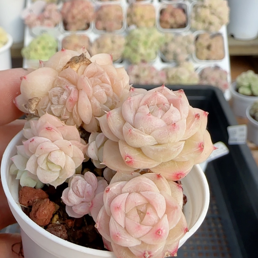 【闪购商品】0205-135包子麦杆