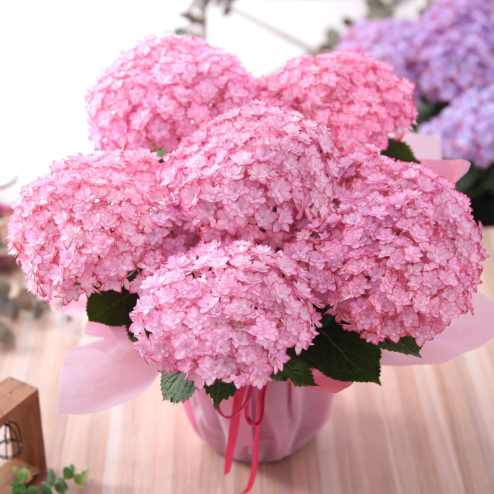 种花王大爷大花绣球【露娜】花苗阳台花园庭院盆栽植物庭院耐寒花卉