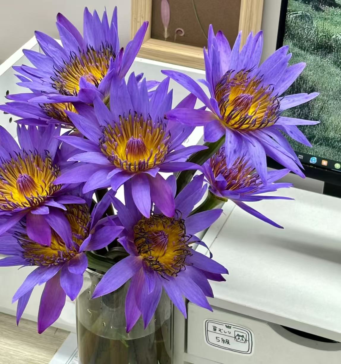 【紫色睡莲AK】精品紫色睡莲10枝  | 全场任意满鲜花两单包邮