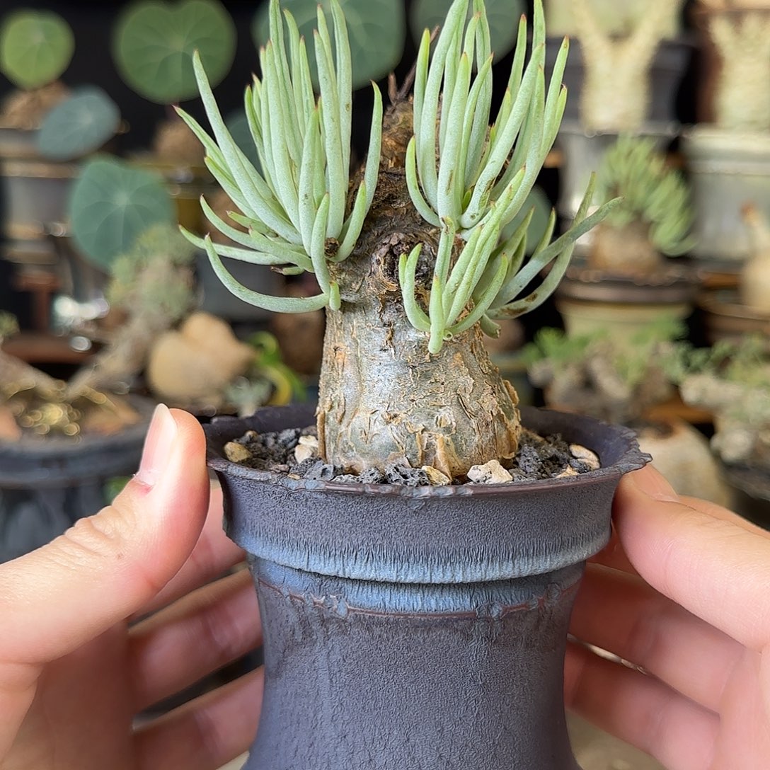 一物一拍白象奇峰锦390