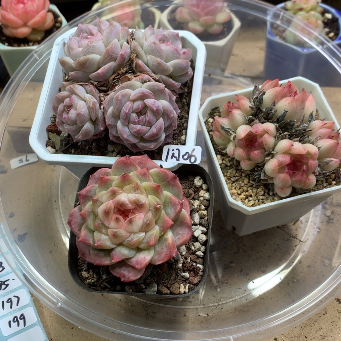 懒羊羊一物一拍专拍