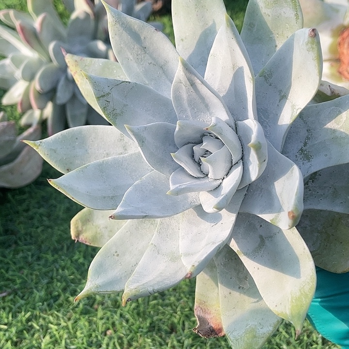 雪山杂粗桩福利粗桩处理