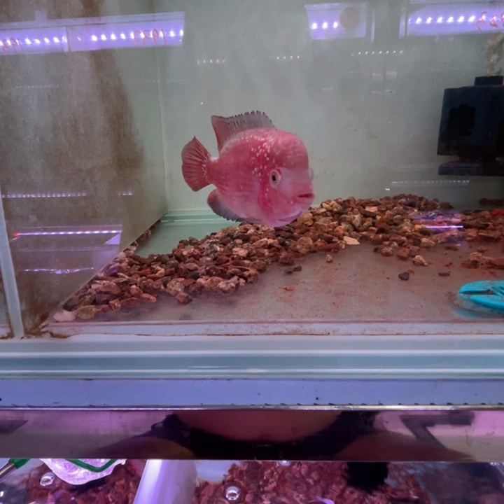 海水幻彩金花罗汉鱼