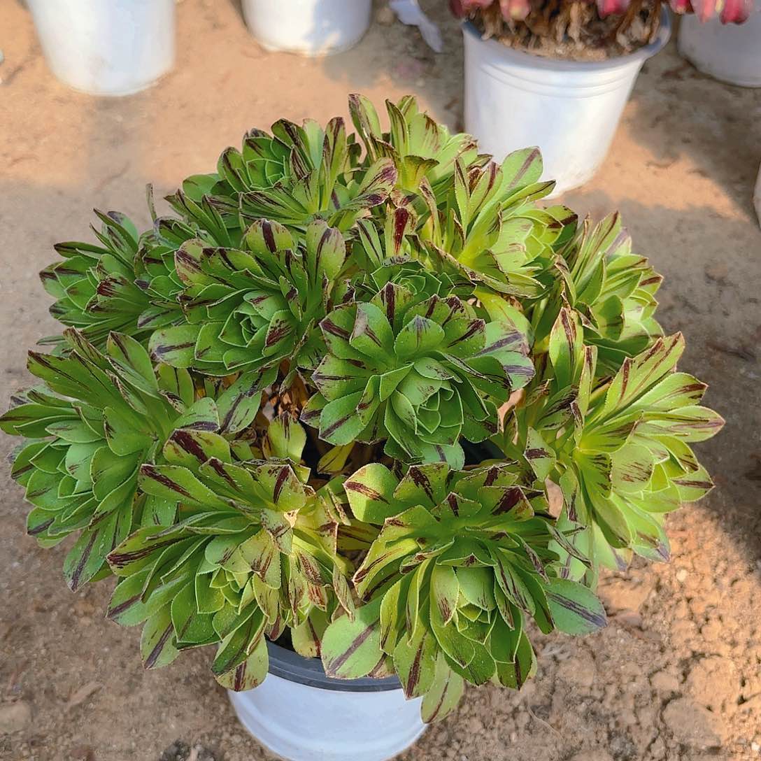 必火多肉植物老庄