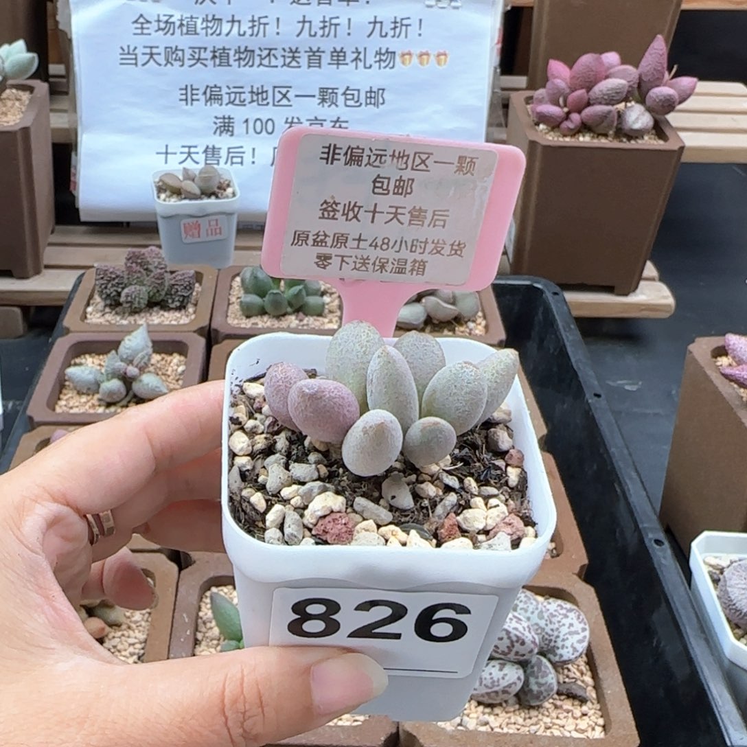 826奶油泡芙多肉植物