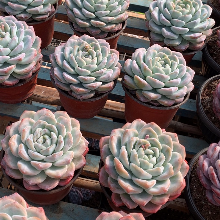 超大母本单头冰玉两单包邮