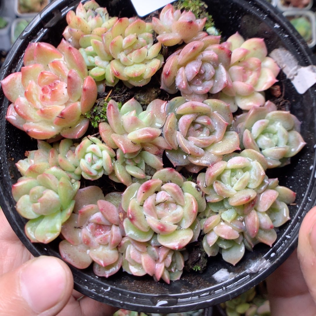 无花朵W46英语英语英语英语