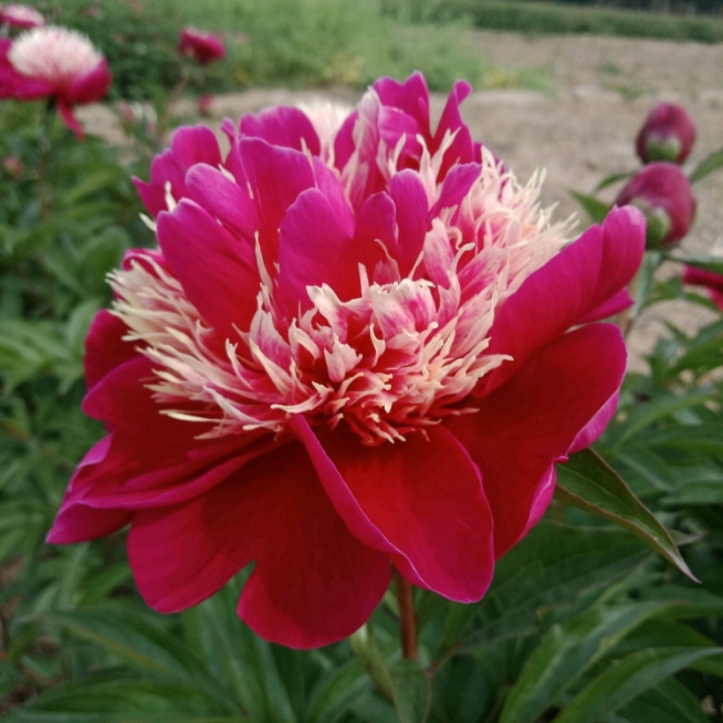 【红盘拖彩】芍药菏泽重瓣芍药  秋后栽种