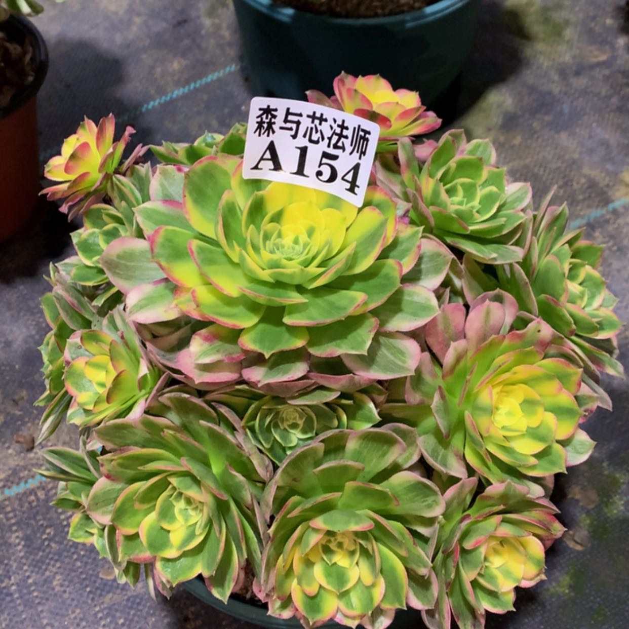 【闪购商品】154海仙