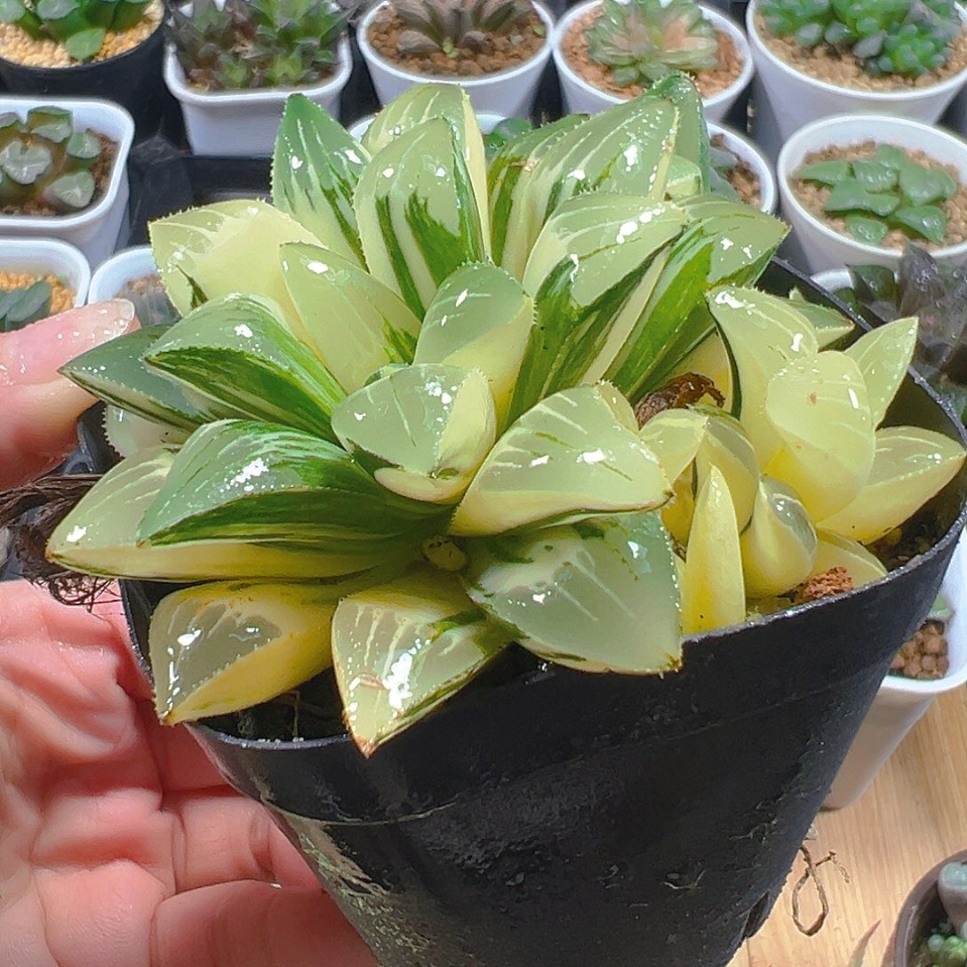 姬寿锦多肉多肉多肉1