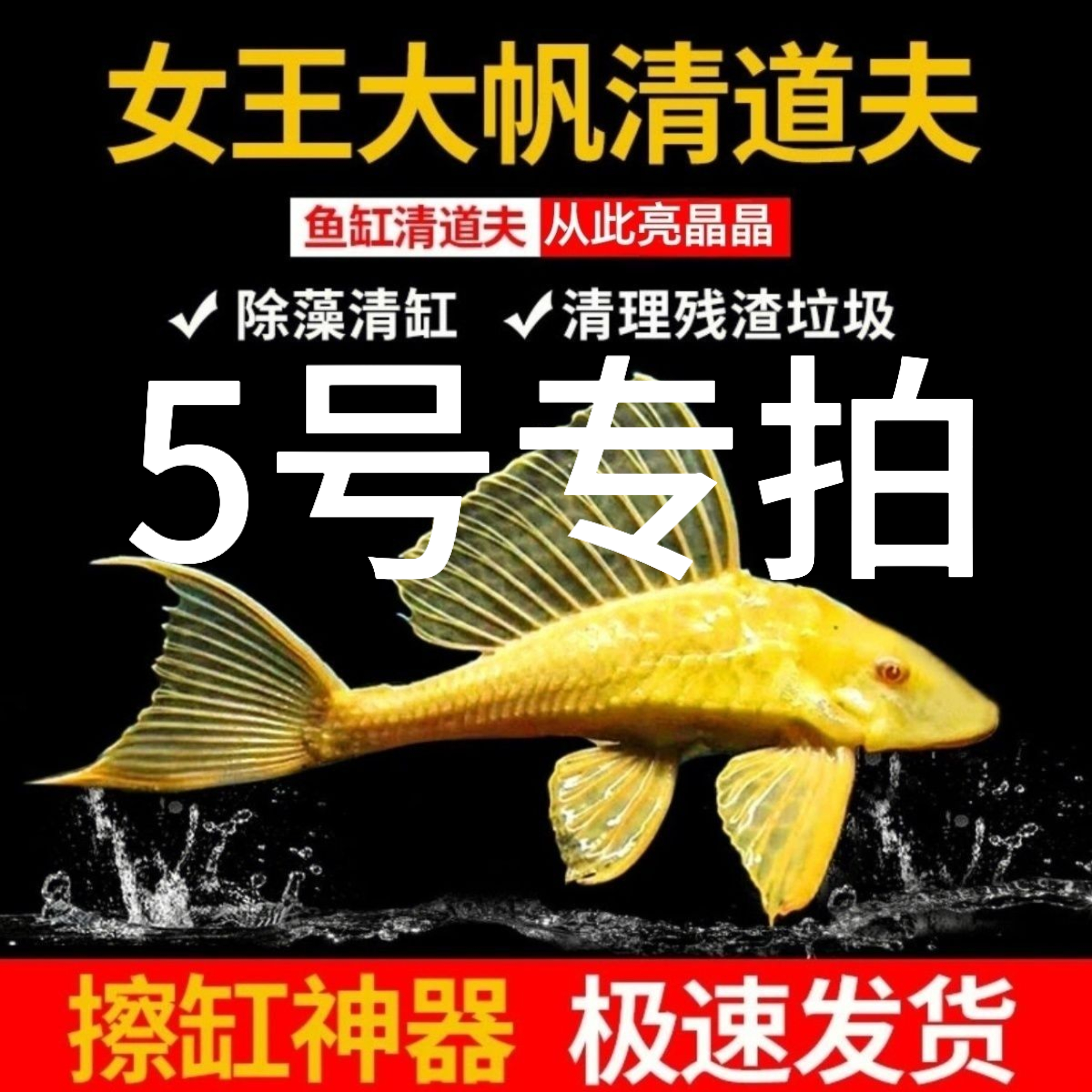 红眼女王大帆清道夫热带淡水观赏鱼清洁除藻耐活工具鱼