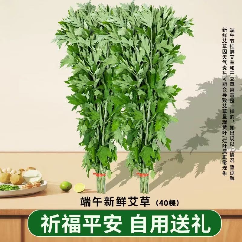 端午节新鲜艾草自然生长大叶艾草可用于洗澡泡澡泡脚现割现发