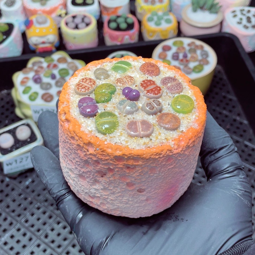 w1281--带盆土发货，零下地区拍保温箱.