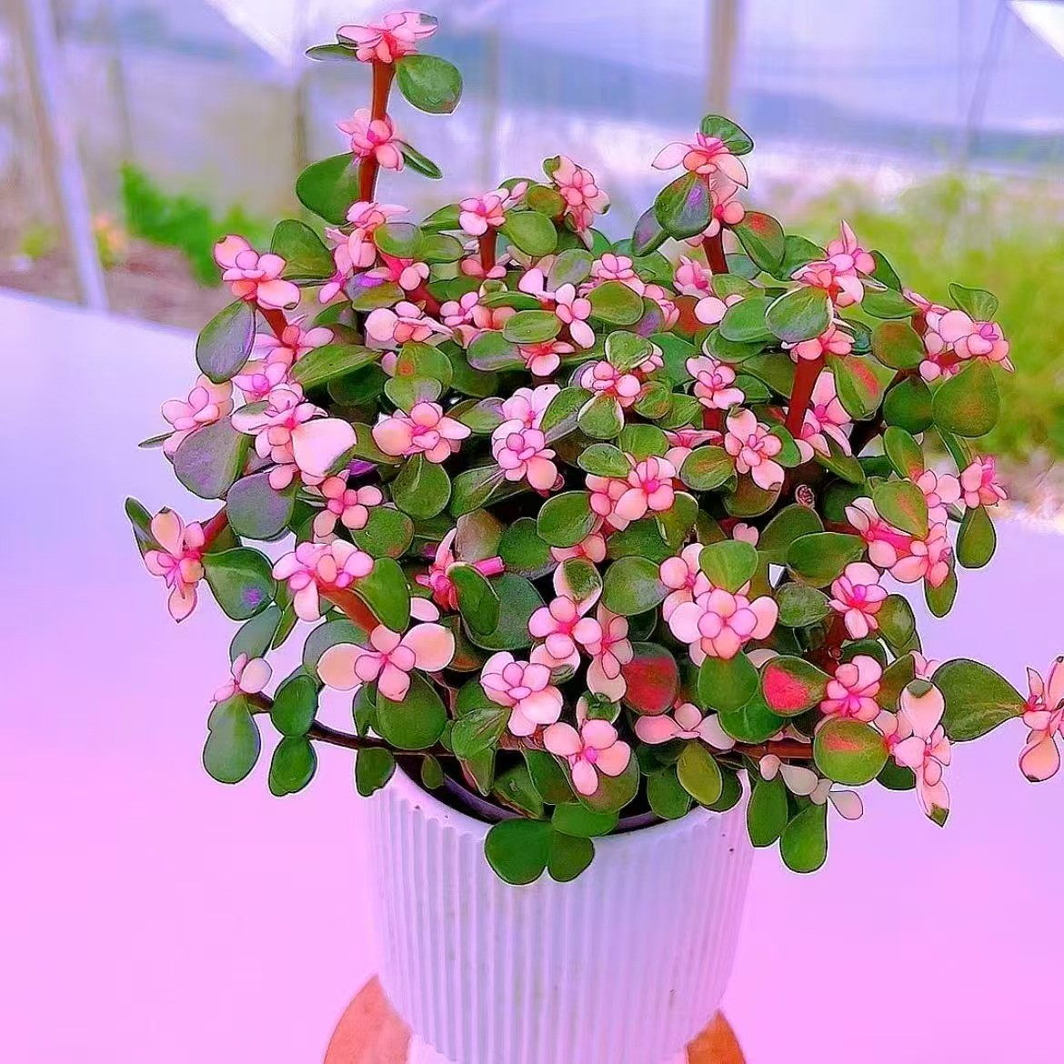 金枝玉叶多肉植物室内盆栽好养好看花卉可净化空气防辐射带盆发