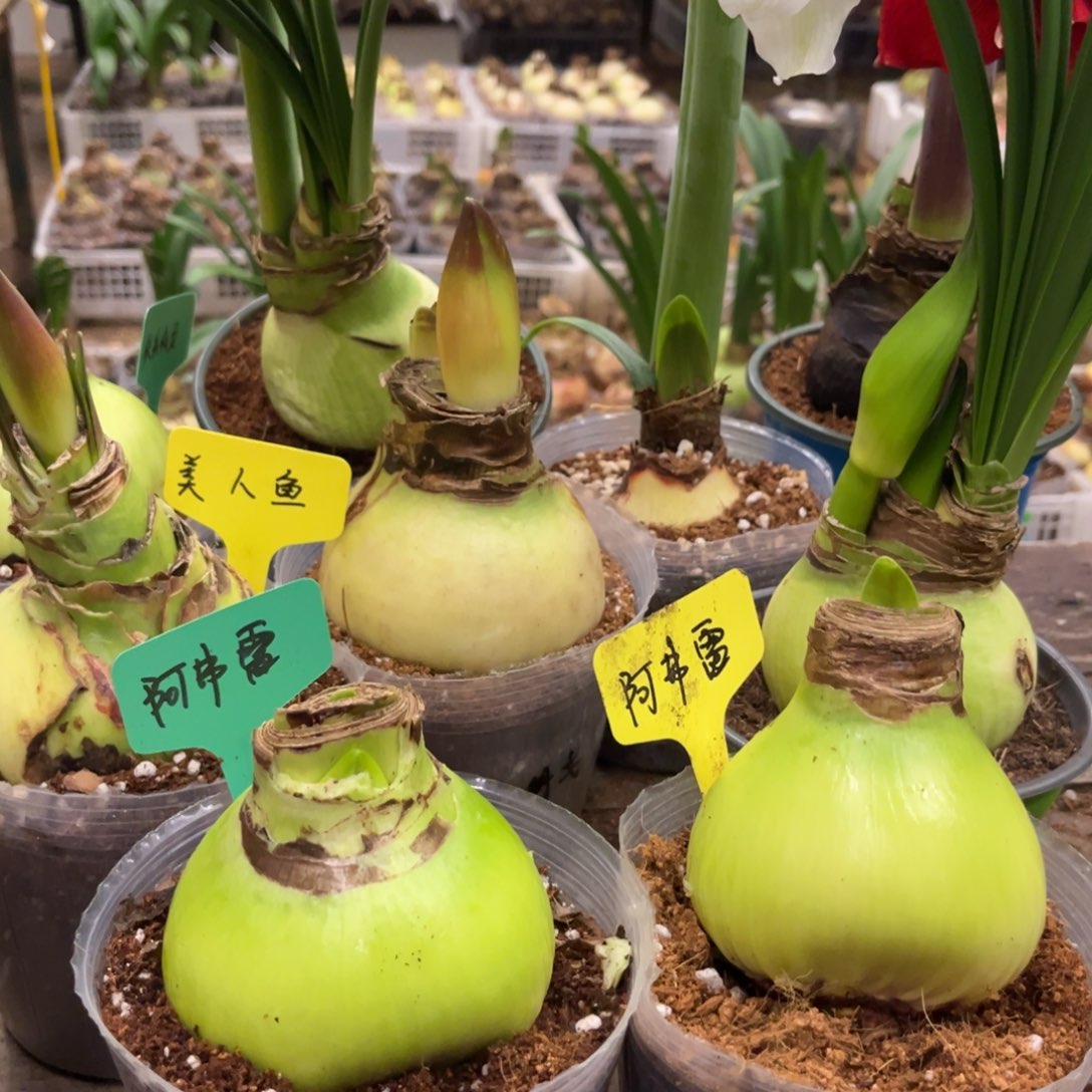 S***。阿弗雷朱顶红带盆发货