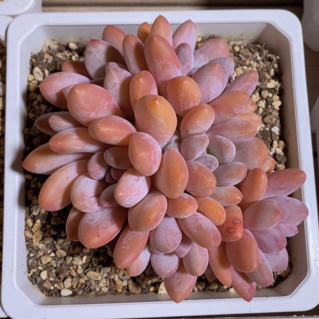 一物一拍多肉植物满38包邮多肉