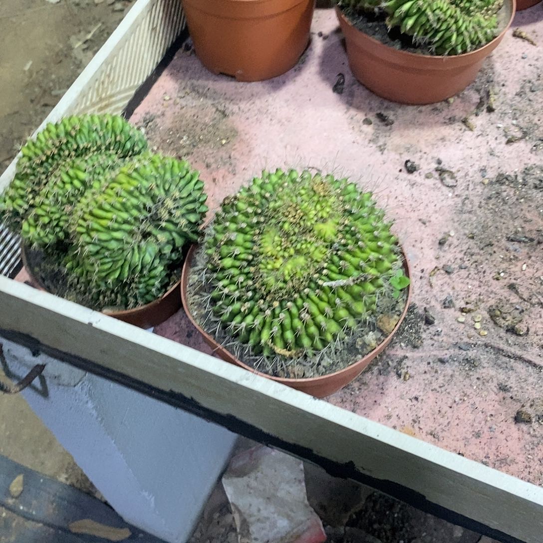 肉***迷翠晃冠缀化仙人球仙人掌