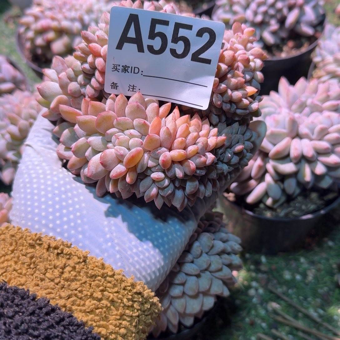 香***，盘龙呀呀呀呀呀呀呀