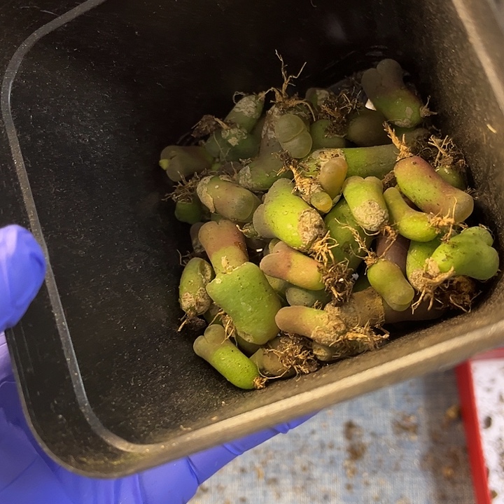 脱土发，满28包邮，开播福利