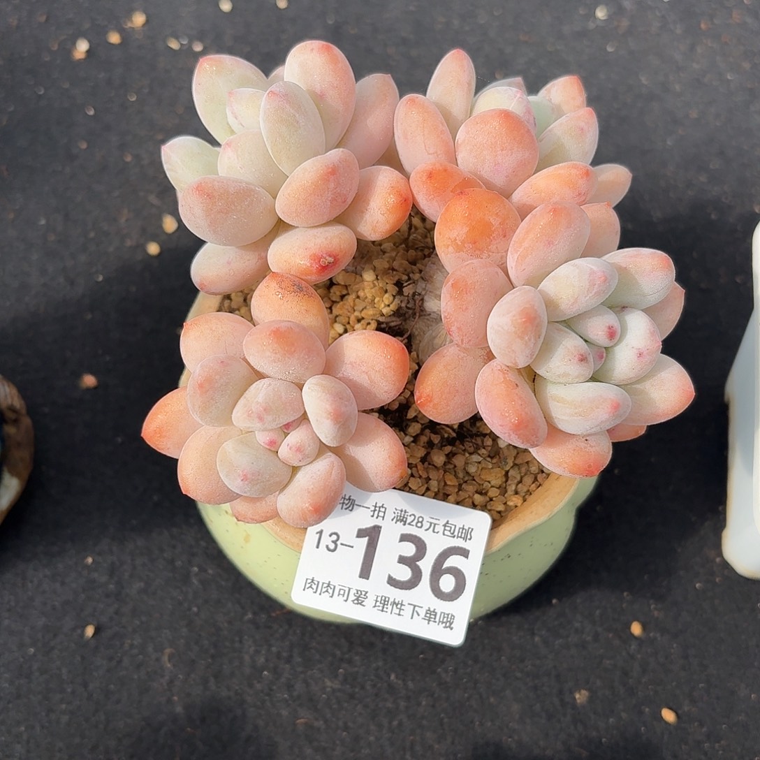 香水无无盆土发货无