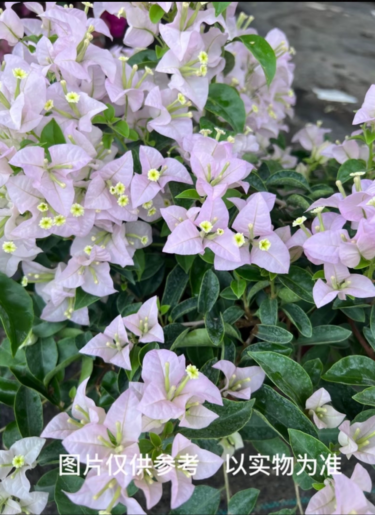 【苹果花】三角梅花卉勤花四季开花基地直发