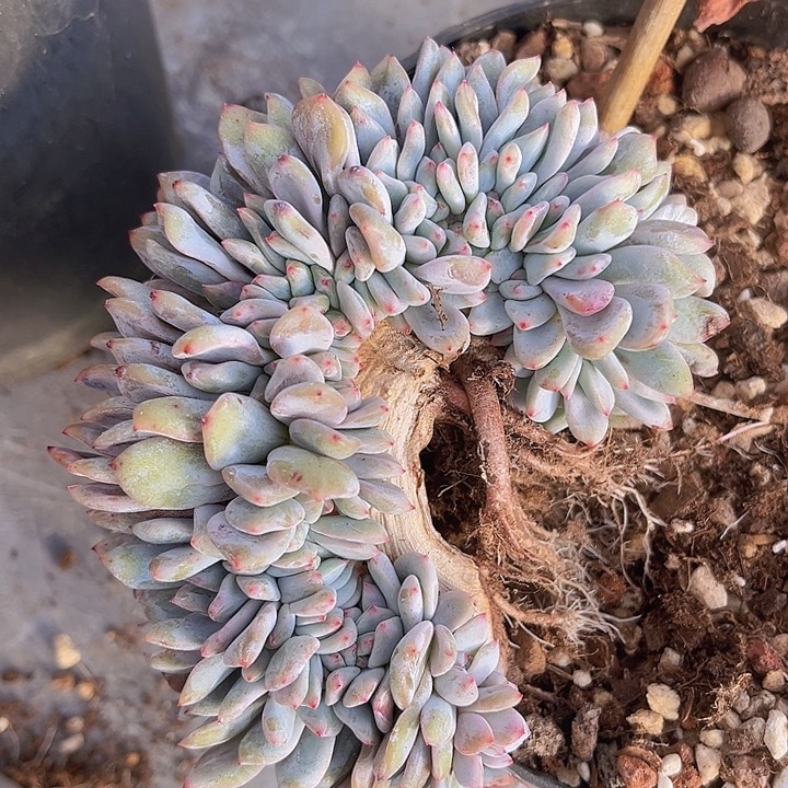 橙梦露缀12146多肉植物