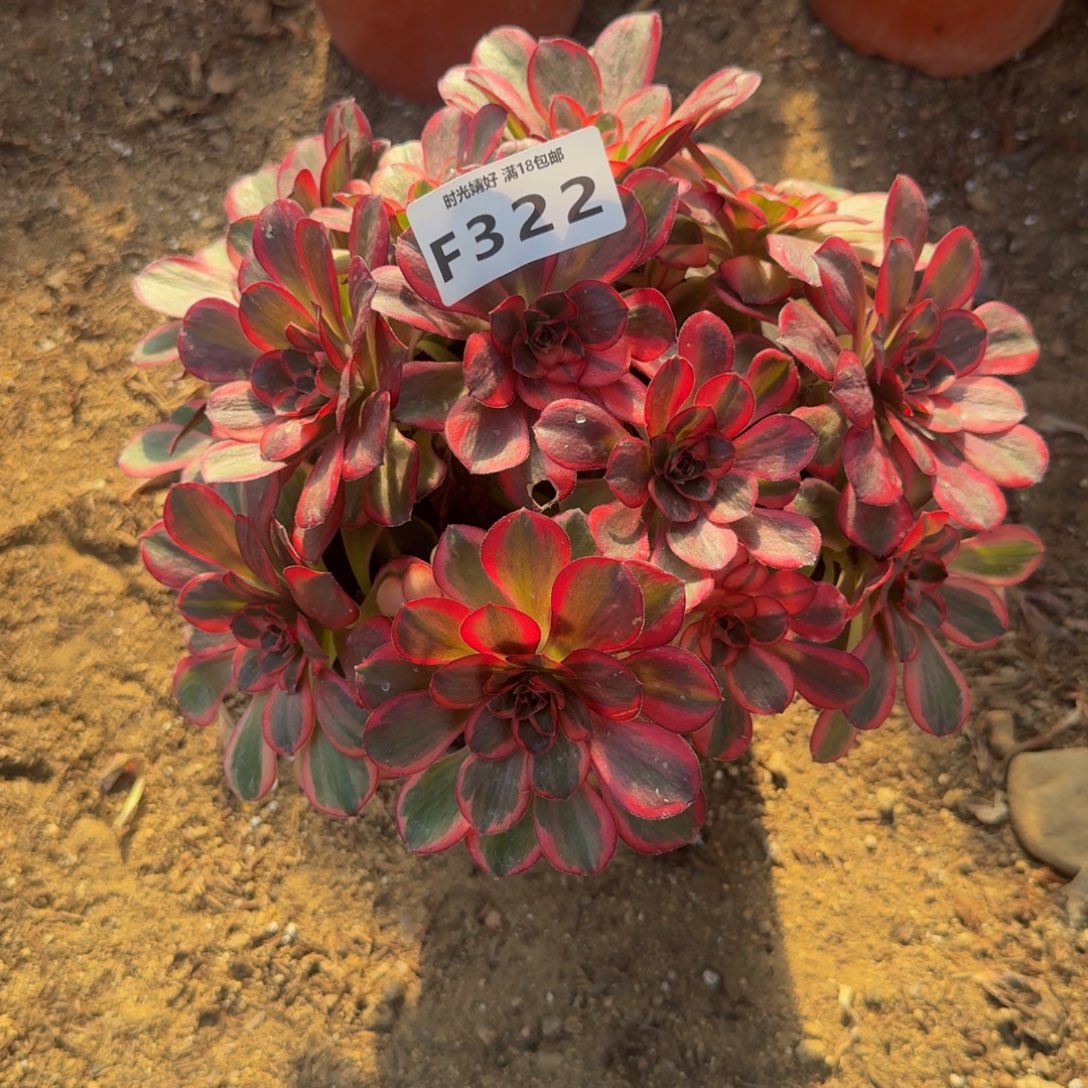 322魅金锦。多肉植物