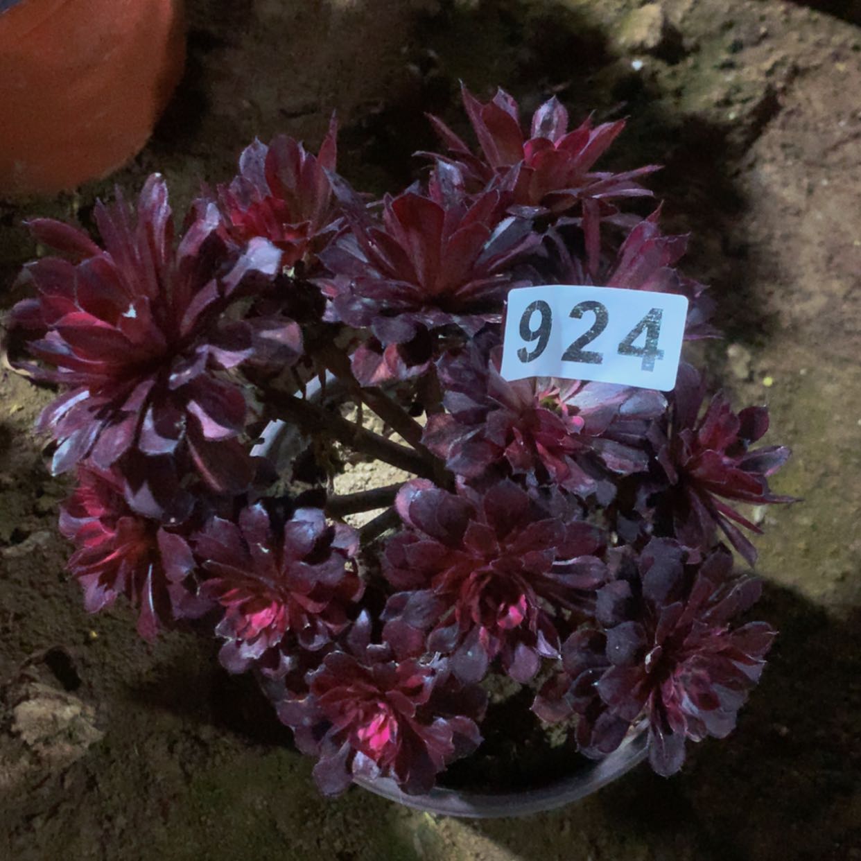 【闪购商品】夜**光924天鹅多肉