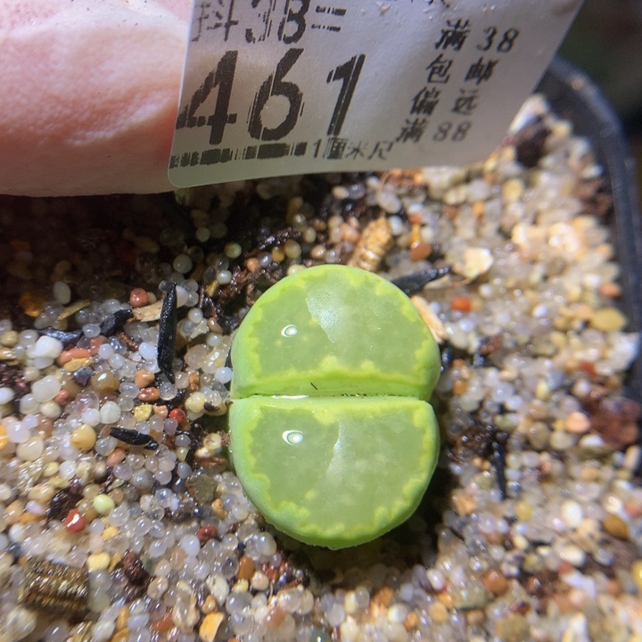 精品生石花38.461