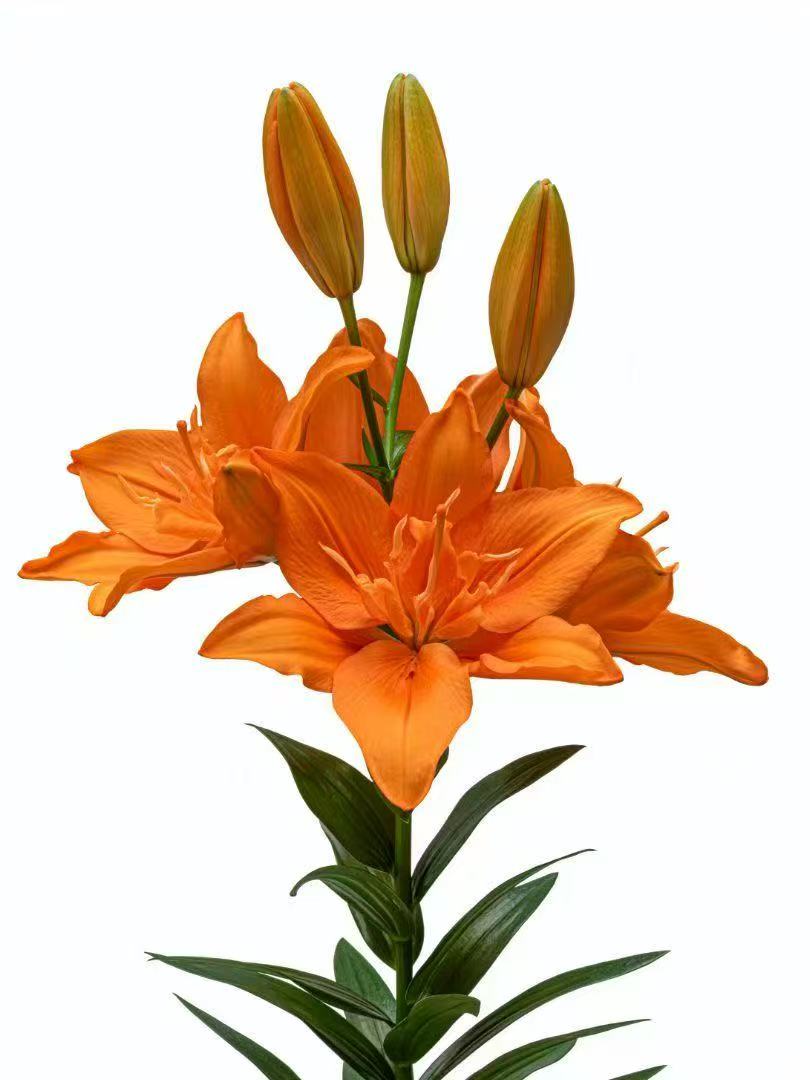 四季可种1颗《啊兰妮》12/14香水百合花球