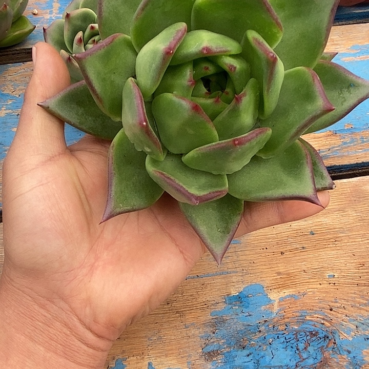 快***囚福利原始种桃子14         