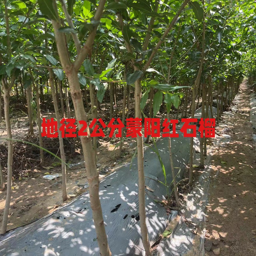 三年龄粗度2公分带土球发货蒙阳红大红袍大果甜石榴树苗枝条带刺