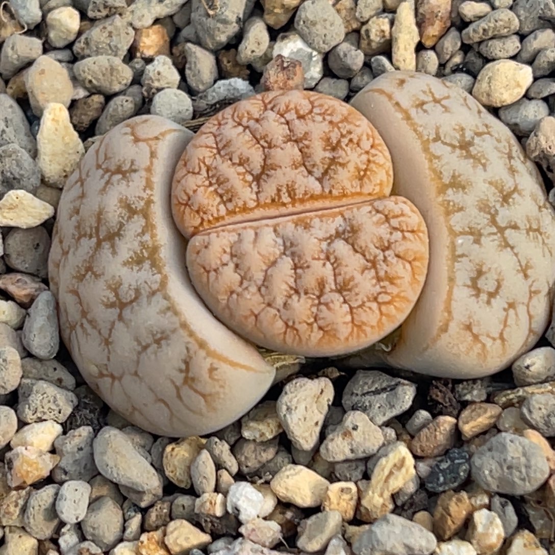 8768睫毛拿铁一颗 