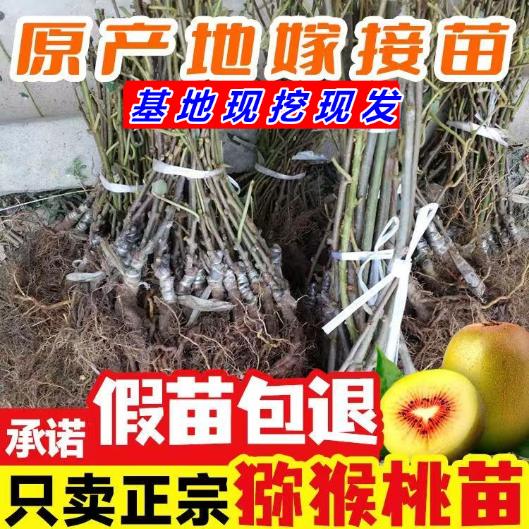 一公一母红心猕猴桃树苗裸根粘泥浆发货南北方种植当年结果嫁接苗