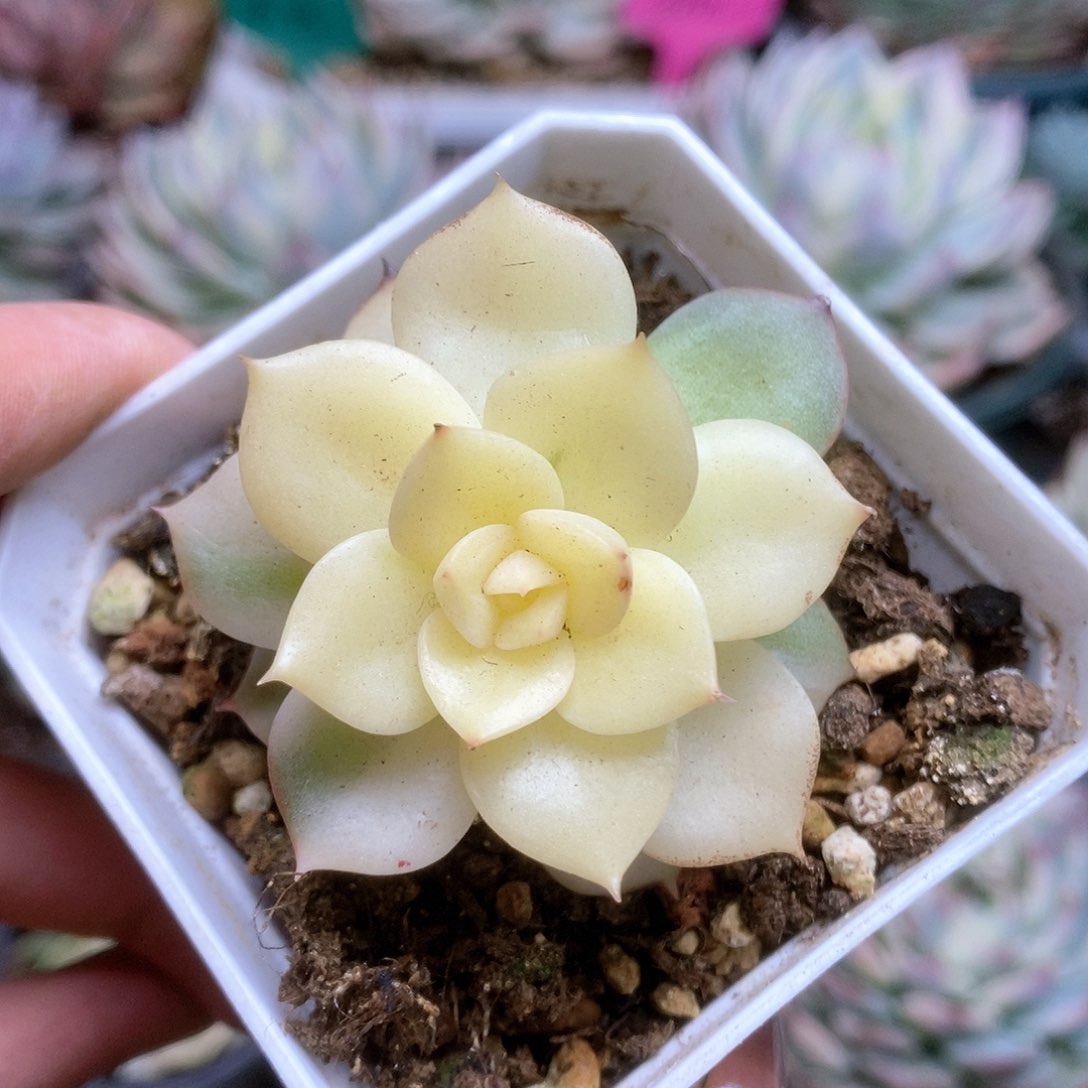 163杂锦锦锦锦锦锦锦