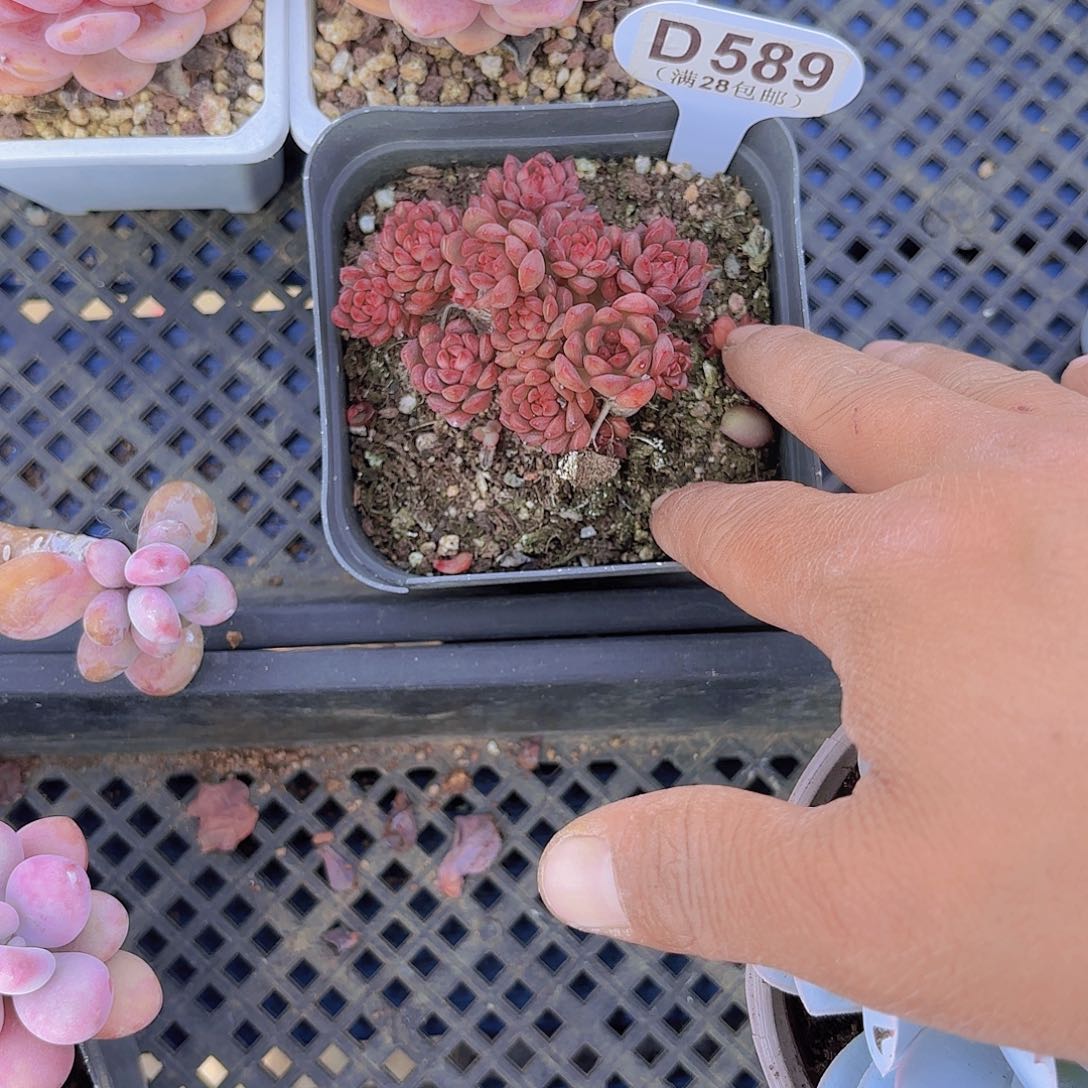 D589红宝石一物一拍