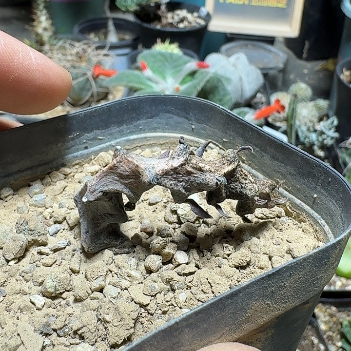 232武腊泉花脱土发货