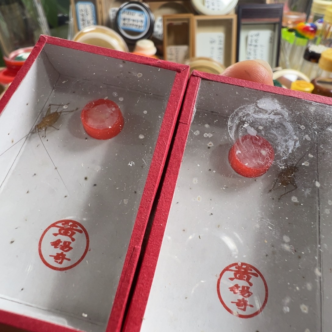 蟋蟀两只黄老师中黄