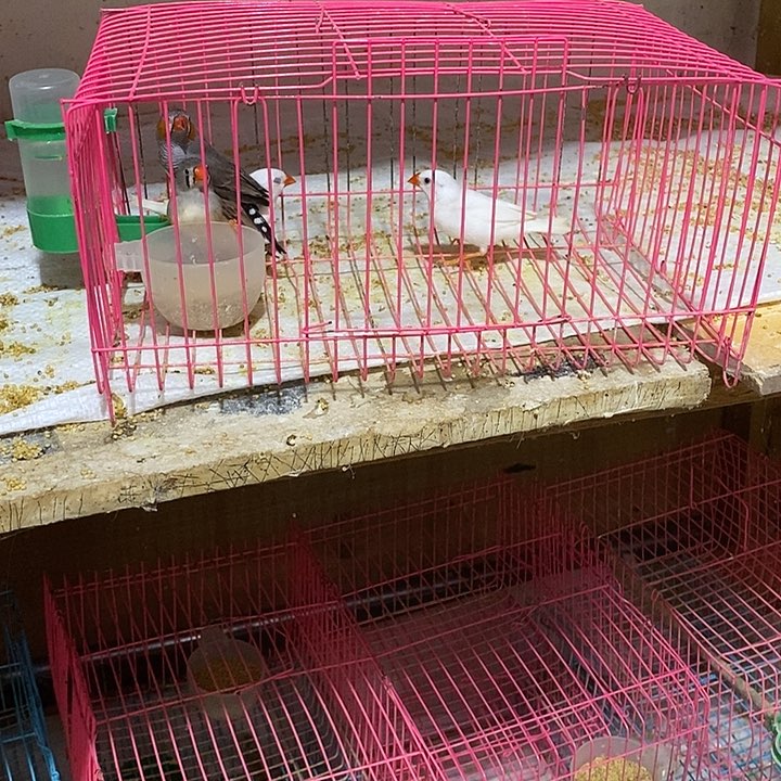 珍珠鸟白加灰珍珠