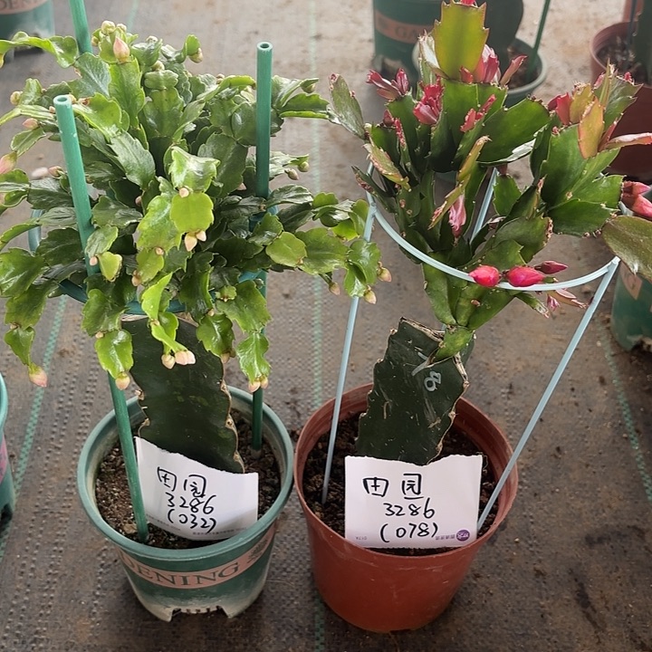 全部花苞032-078蟹爪兰